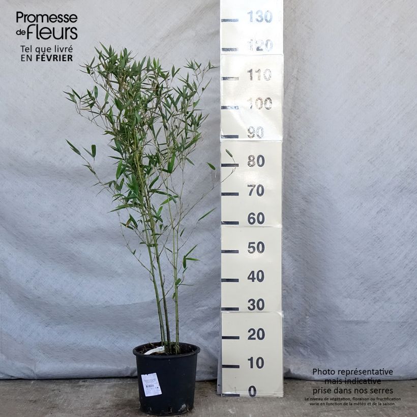 Exemplar von Wasserbambus - Phyllostachys heteroclada Topf mit 4L/5L wie im Winter geliefert