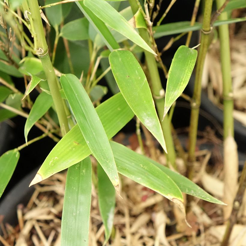 Wasserbambus - Phyllostachys heteroclada (Foliage)