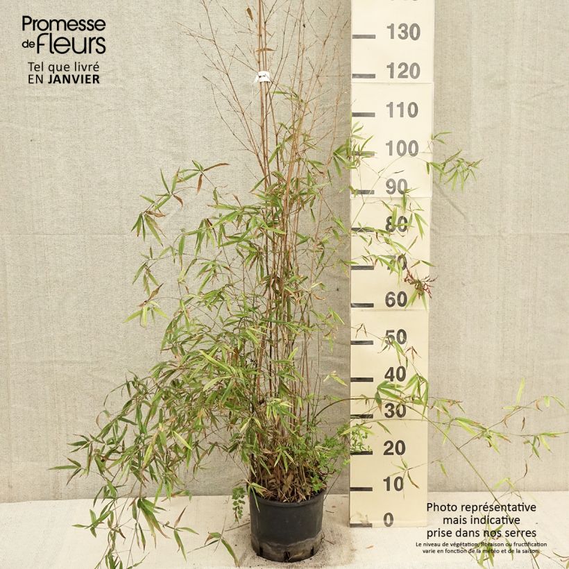 Exemplar von Bronzebambus - Phyllostachys humilis Topf mit 4L/5L wie im Winter geliefert