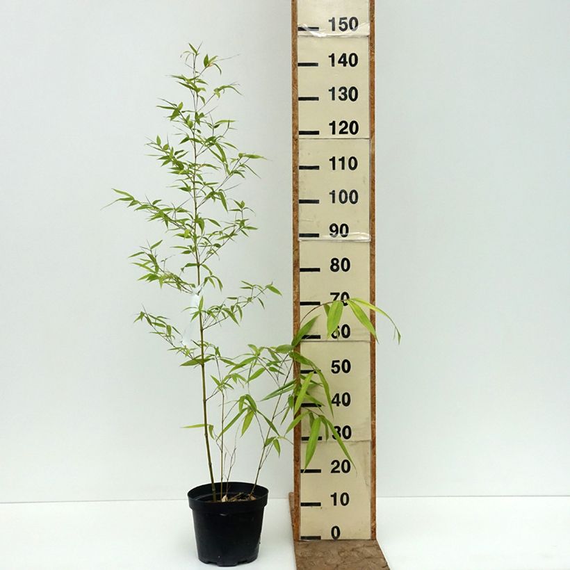 Exemplar von Holzbambus - Phyllostachys iridescens Topf mit 4L/5L wie im Sommer geliefert