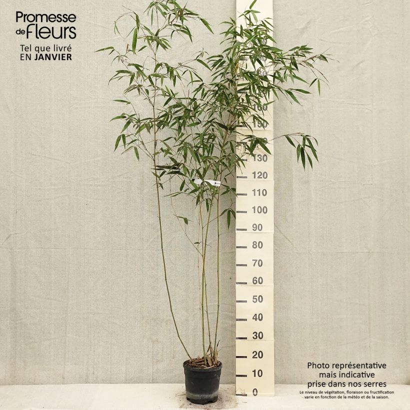 Exemplar von Holzbambus - Phyllostachys iridescens Topf mit 4L/5L wie im Winter geliefert