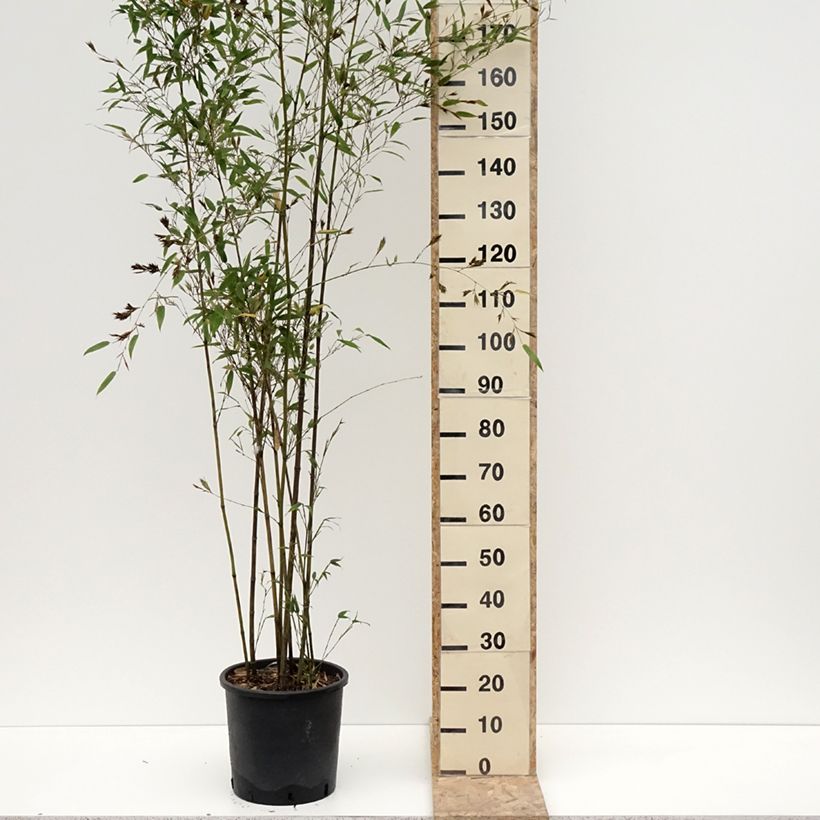 Exemplar von Tigerfleckenbambus Boryana - Phyllostachys nigra Topf mit 12L/15L wie im Winter geliefert