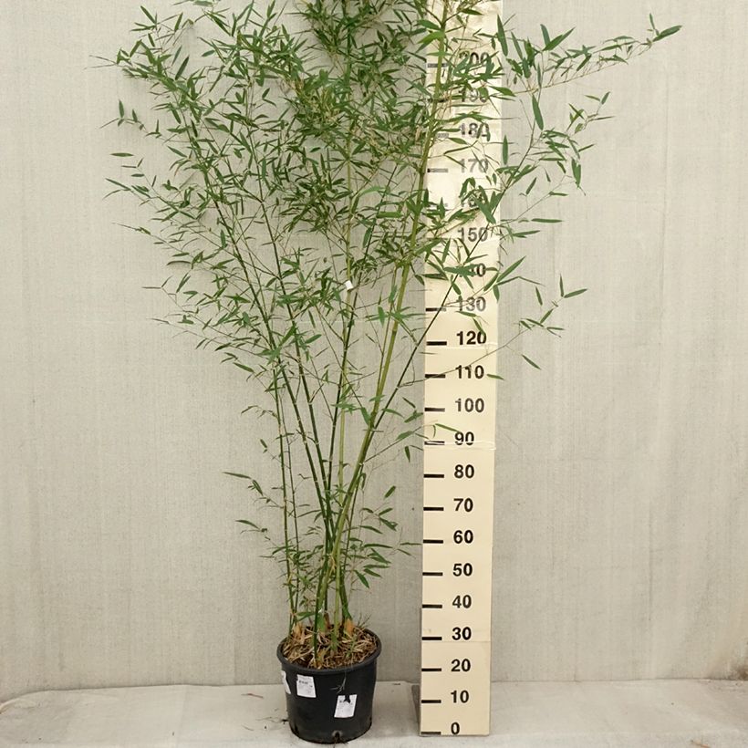 Example of Kleinblütiger Bambus - Phyllostachys parviflora Topf mit 12L/15L as you get in automne