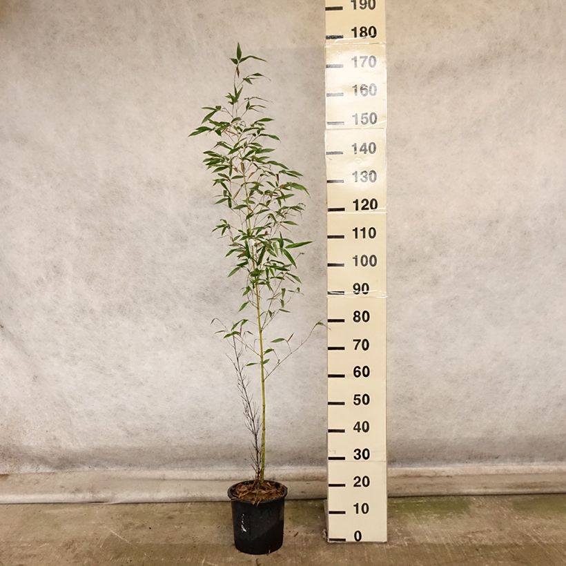 Example of Gelber Furchen Bambus Sulphurea - Phyllostachys viridis Topf mit 4L/5L as you get in automne