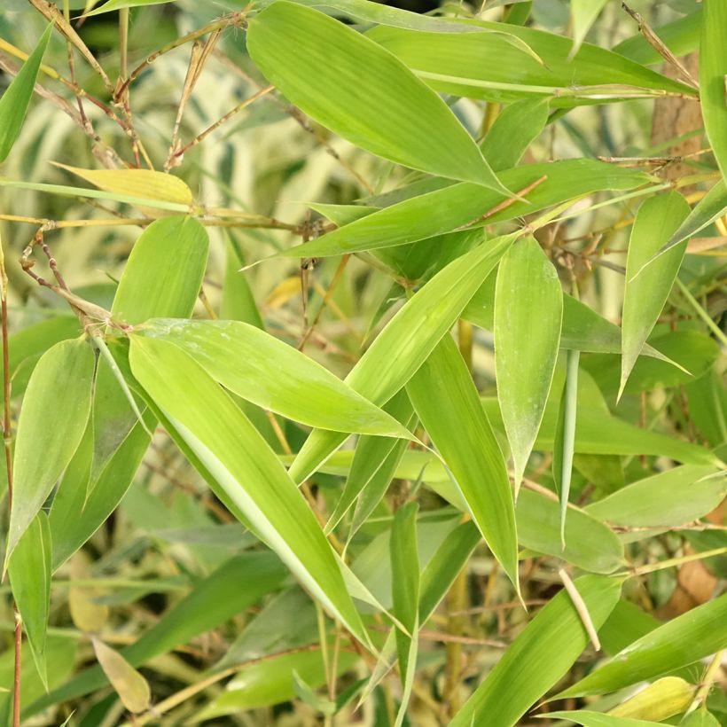 Gelber Furchen Bambus Sulphurea - Phyllostachys viridis (Foliage)