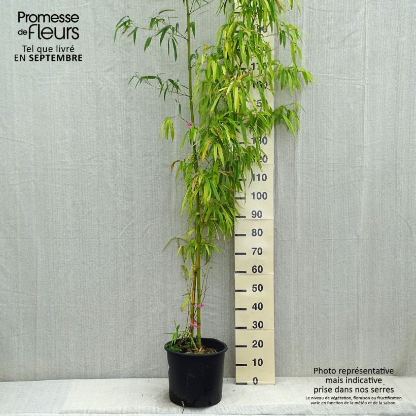 Example of Gelber Furchen Bambus Huangwenzhu - Phyllostachys vivax Topf mit 12L/15L as you get in automne