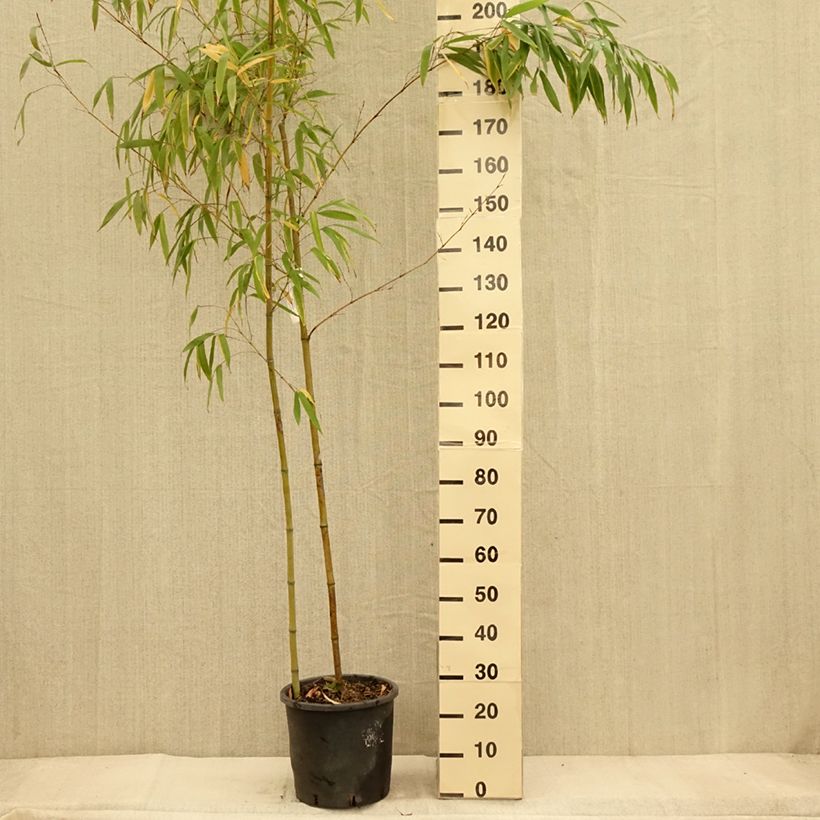 Example of Gelber Furchen Bambus MacClure - Phyllostachys vivax Topf mit 12L/15L as you get in automne