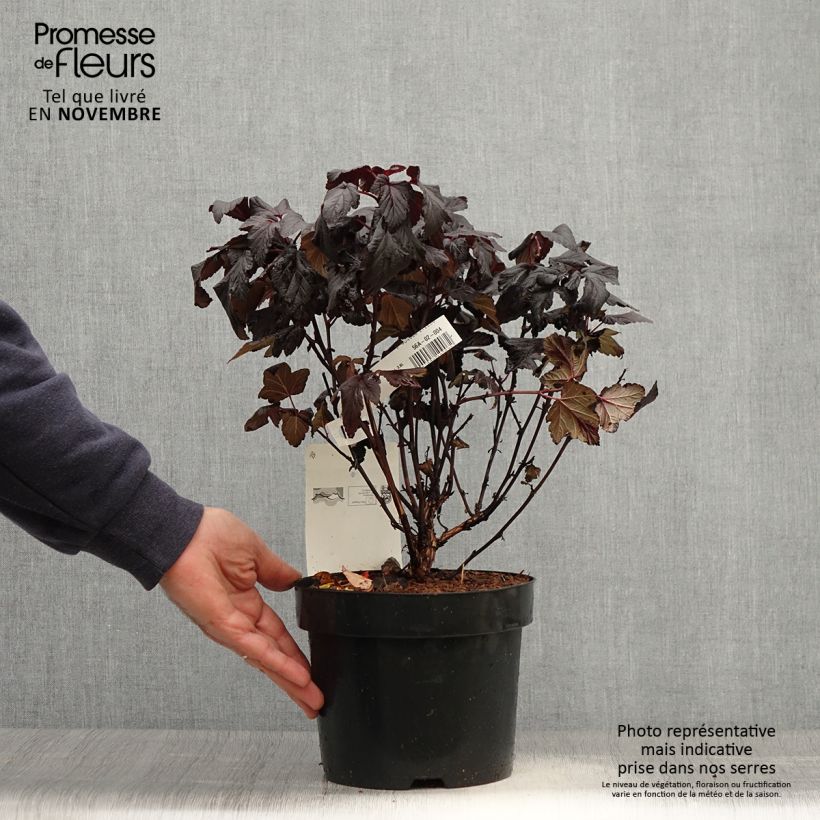 Example of Blasenspiere Rubella - Physocarpus Topf mit 2L/3L as you get in automne