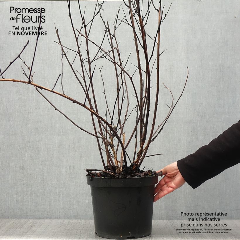 Example of Blasenspiere Midnight - Physocarpus Topf mit 7,5L/10L as you get in automne