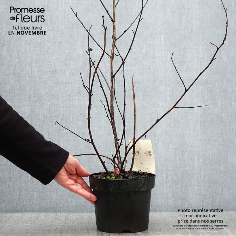 Example of Blasenspiere Midnight - Physocarpus Topf mit 3L/4L as you get in automne