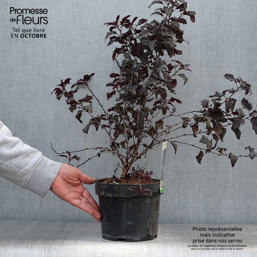 Example of Blasenspiere All Black - Physocarpus Topf mit 3L/4L as you get in automne