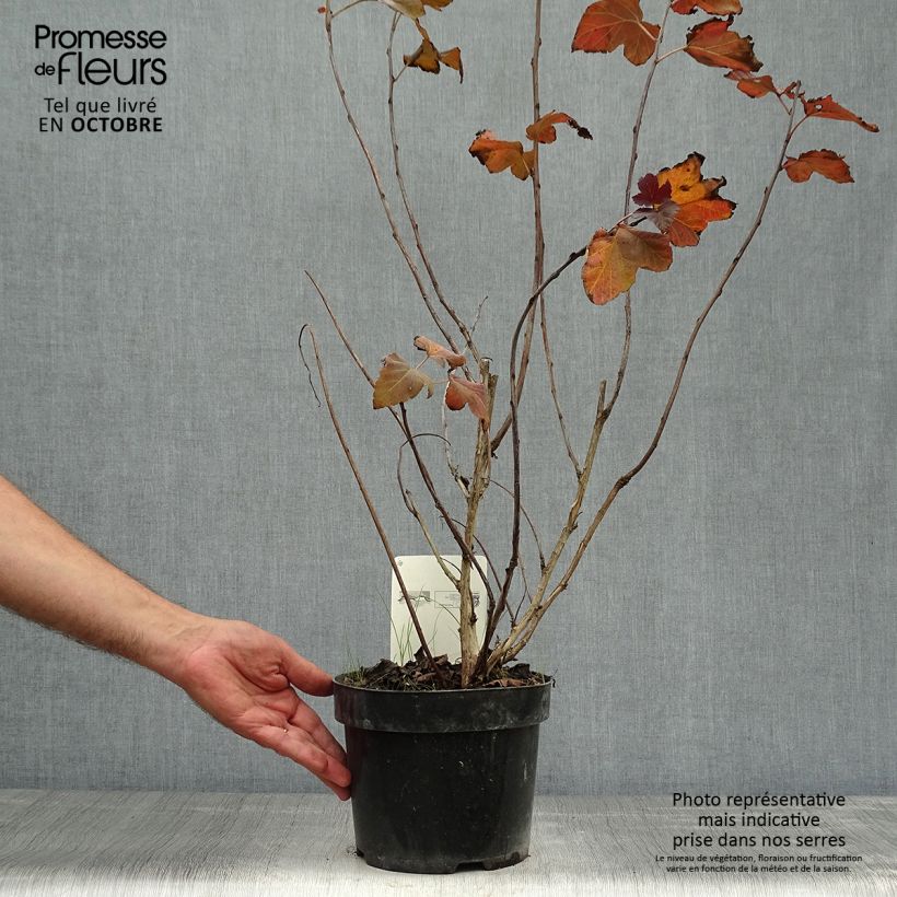 Example of Blasenspiere Amber Jubilee - Physocarpus Topf mit 3L/4L as you get in automne