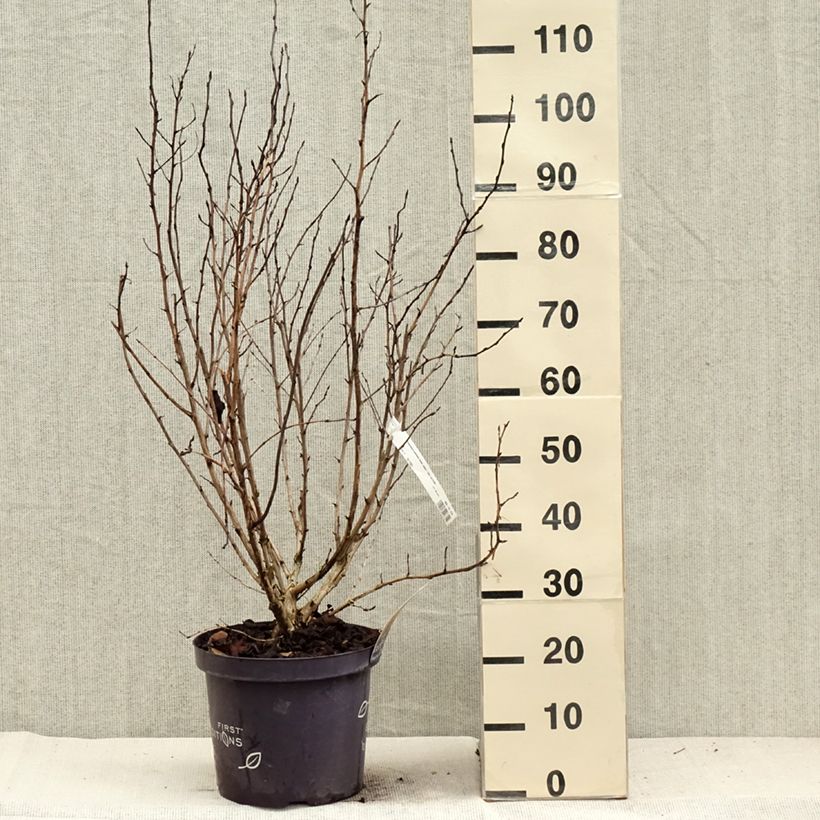 Example of Blasenspiere Amber Jubilee - Physocarpus Topf mit 7,5L/10L as you get in automne