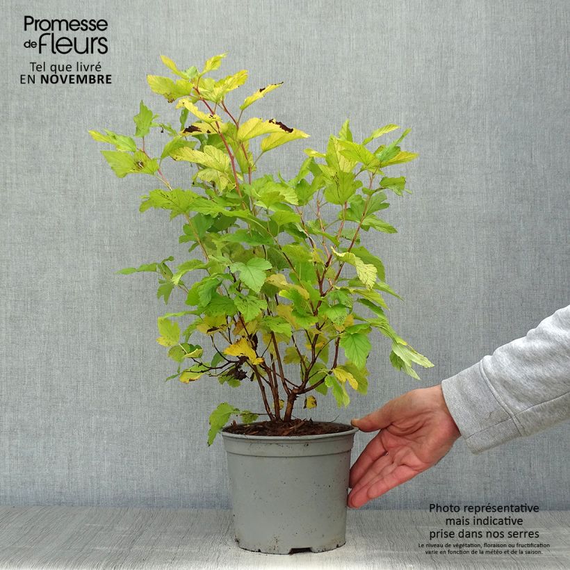 Example of Blasenspiere Angel Gold - Physocarpus Topf mit 3L/4L as you get in automne