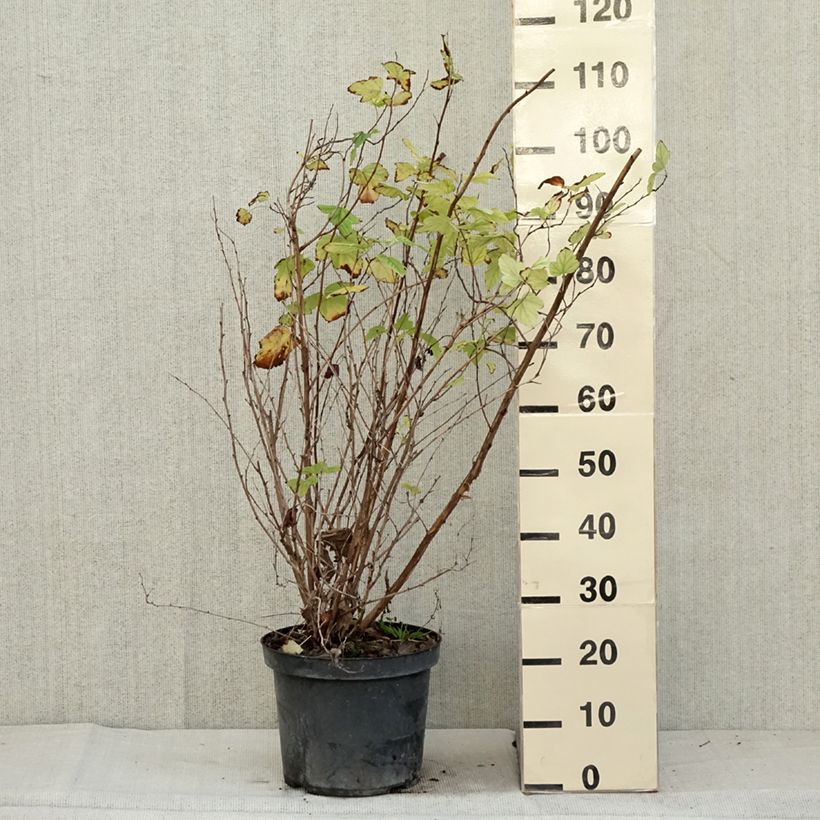 Example of Blasenspiere Angel Gold - Physocarpus Topf mit 7,5L/10L as you get in automne