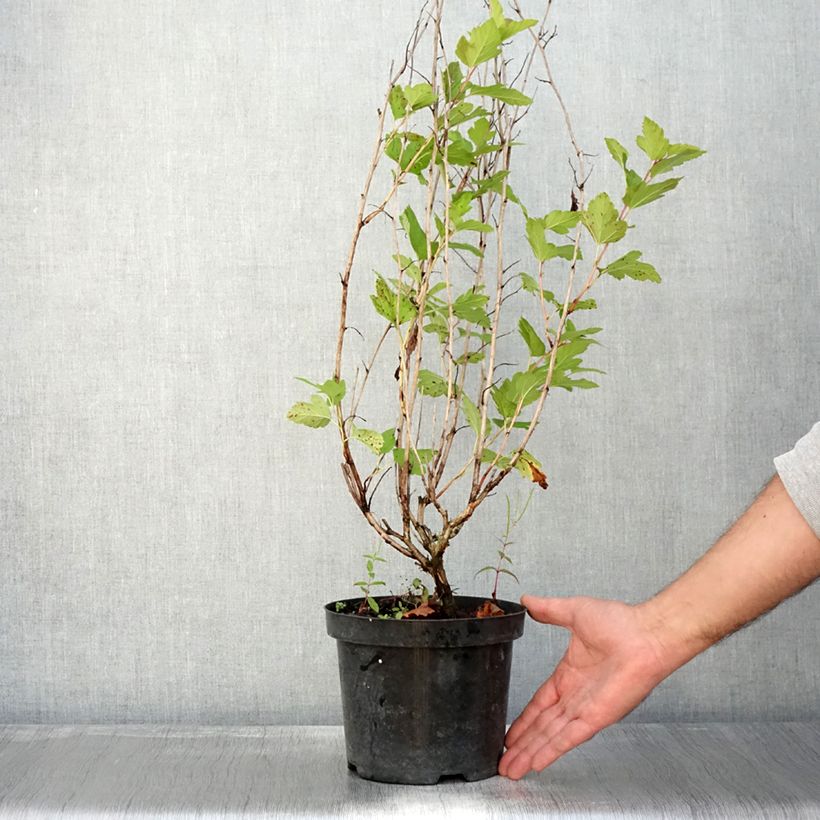 Example of Blasenspiere Anny's Gold - Physocarpus Topf mit 3L/4L as you get in automne