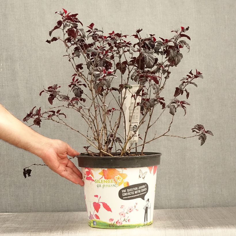 Example of Blasenspiere Black light - Physocarpus Topf mit 7,5L/10L as you get in ete