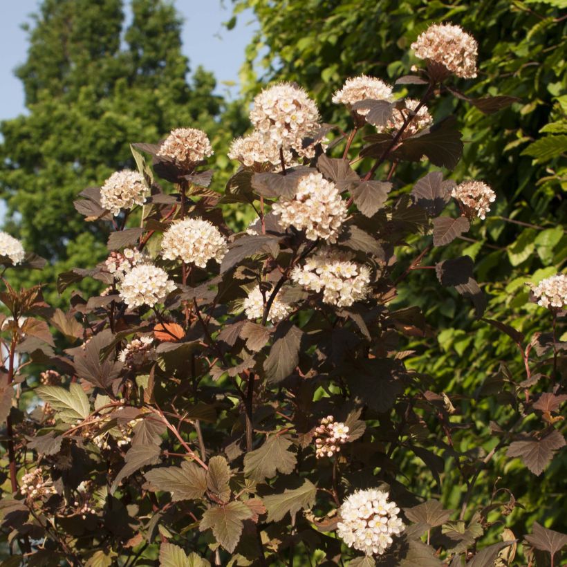 Blasenspiere Diable D'Or - Physocarpus (Flowering)