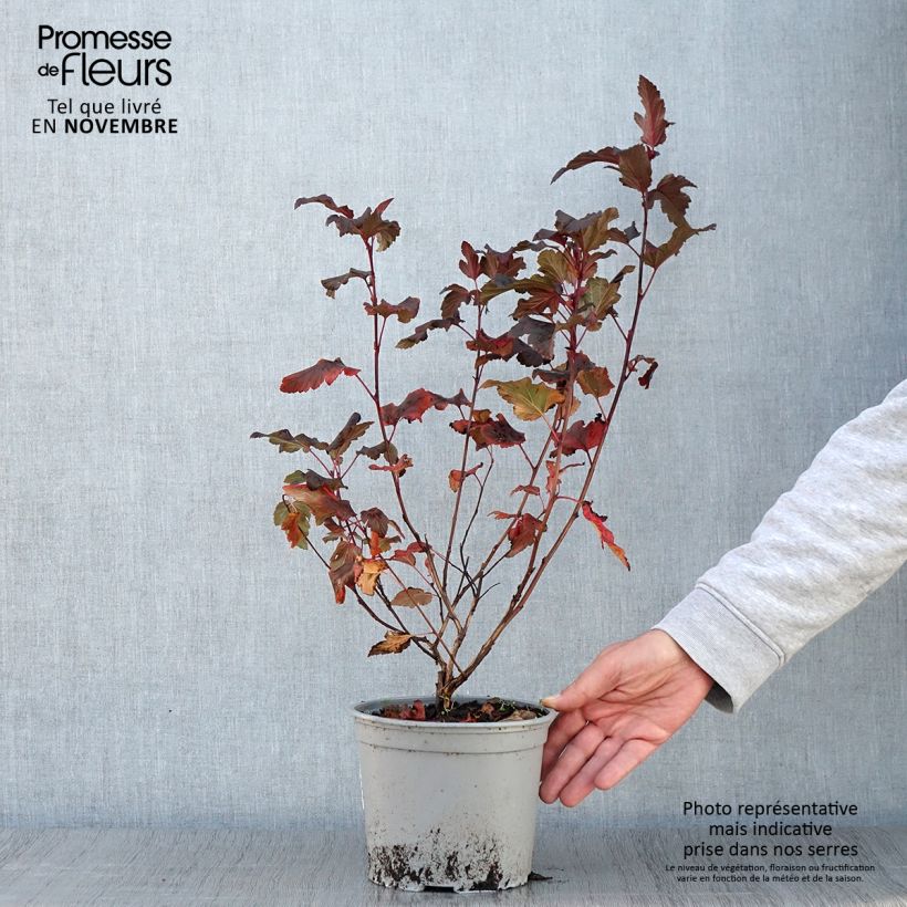 Example of Blasenspiere Diable D'Or - Physocarpus Topf mit 3L/4L as you get in automne