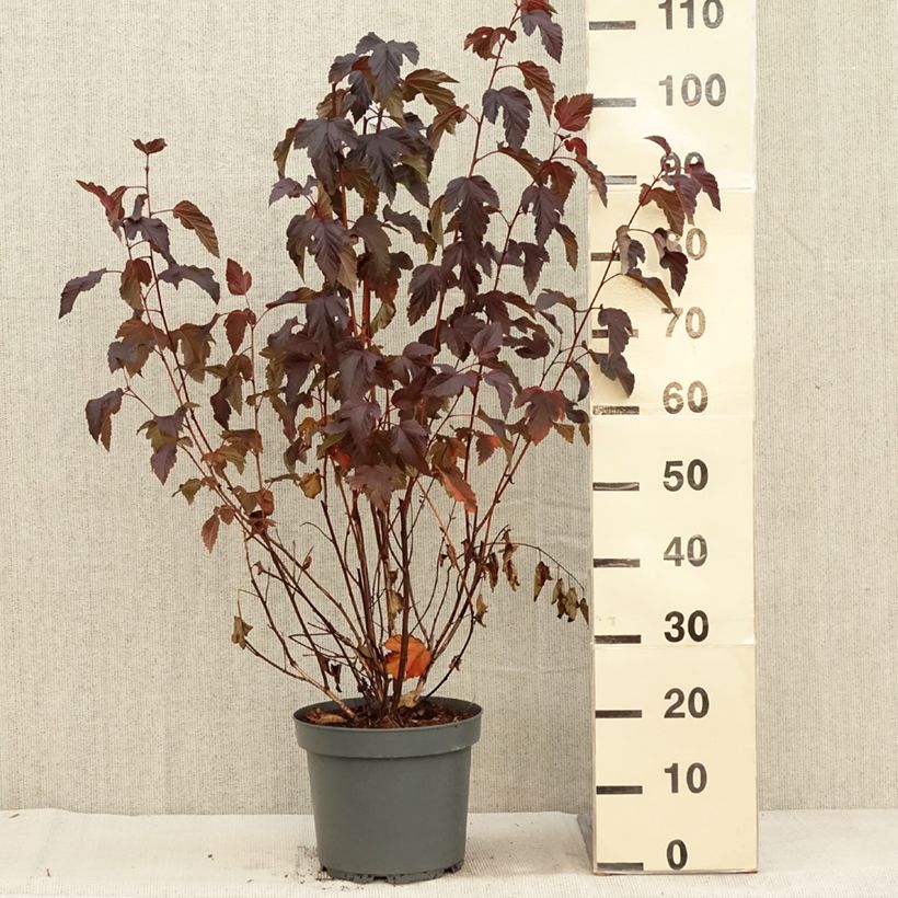 Example of Dunkelrote Blasenspiere Diabolo - Physocarpus Topf mit 6L/7L as you get in automne