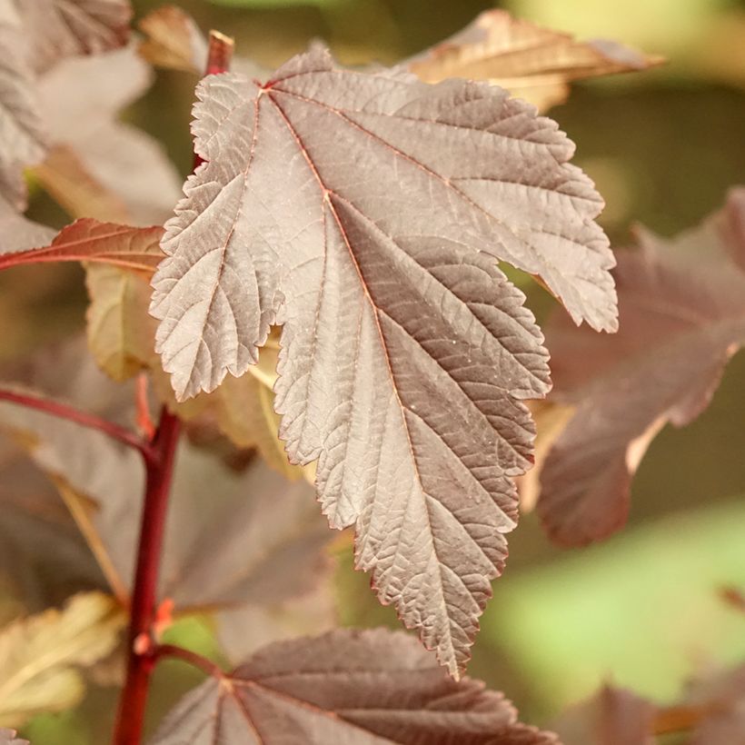 Dunkelrote Blasenspiere Diabolo - Physocarpus (Foliage)