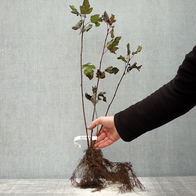 Example of Dunkelrote Blasenspiere Diabolo - Physocarpus Wurzelnackt as you get in hiver