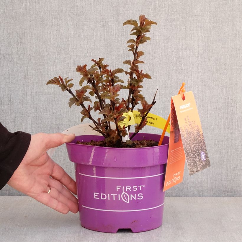 Exemplar von Blasenspiere Fireside 'UMN Harpell' First Editions® - Physocarpus Topf mit 3L/4L wie im Frühjahr geliefert