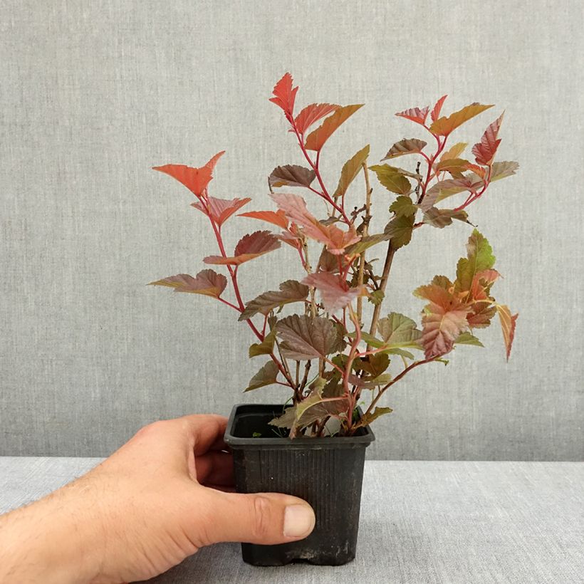Exemplar von Physocarpus opulifolius Little Angel - Physocarpe Godet de 8/9 cm wie im Frühjahr geliefert