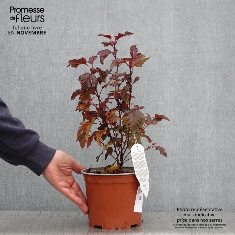 Example of Blasenspiere Little Angel - Physocarpus Topf mit 2L/3L as you get in automne