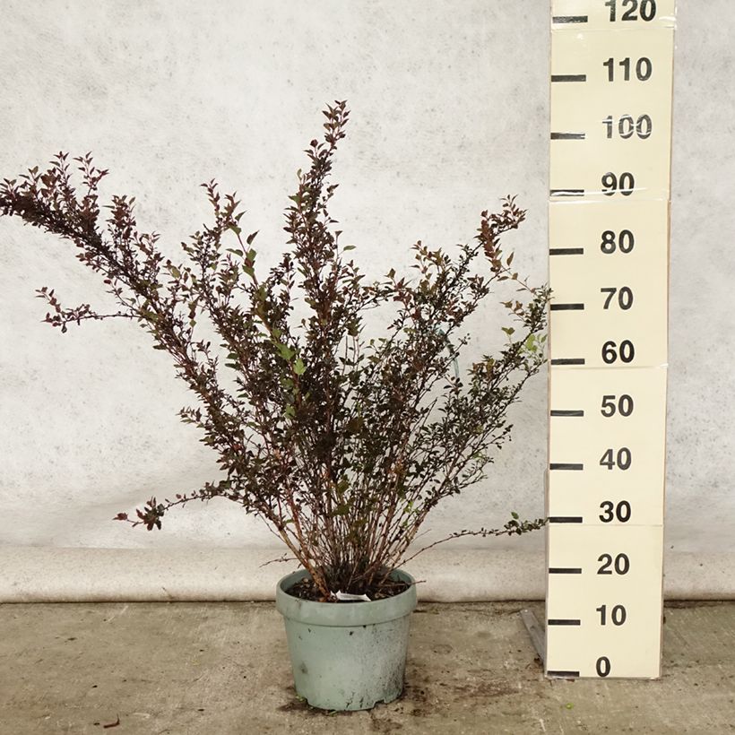Example of Blasenspiere Little Devil - Physocarpus Topf mit 7,5L/10L as you get in ete
