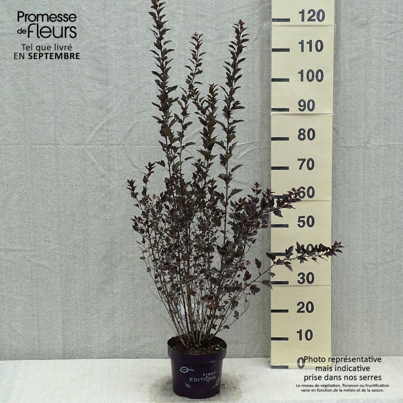 Example of Blasenspiere Little Devil - Physocarpus Topf mit 3L/4L as you get in ete