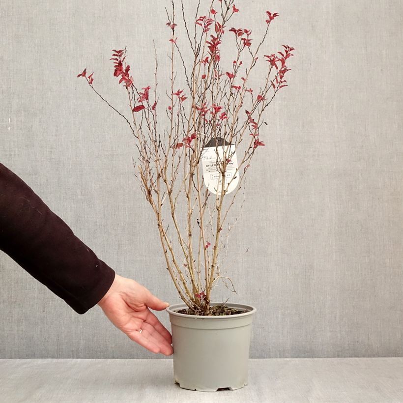 Exemplar von Blasenspiere Little Devil - Physocarpus Topf mit 3L/4L wie im Herbst geliefert