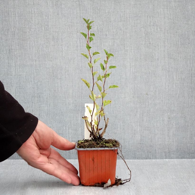 Exemplar von Blasenspiere Little Greeny - Physocarpus Kleine Töpfe von 8/9 cm wie im Herbst geliefert