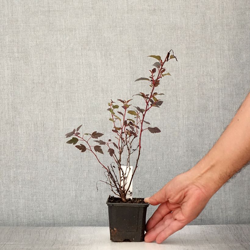 Example of Blasenspiere Little Joker - Physocarpus Kleine Töpfe von 8/9 cm as you get in ete