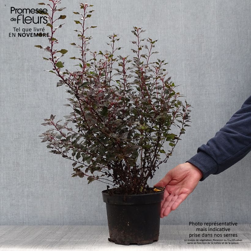 Example of Blasenspiere Little Joker - Physocarpus Topf mit 2L/3L as you get in automne