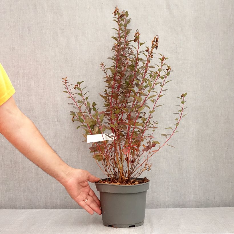 Exemplar von Blasenspiere Little Joker - Physocarpus Topf mit 2L/3L wie im Sommer geliefert