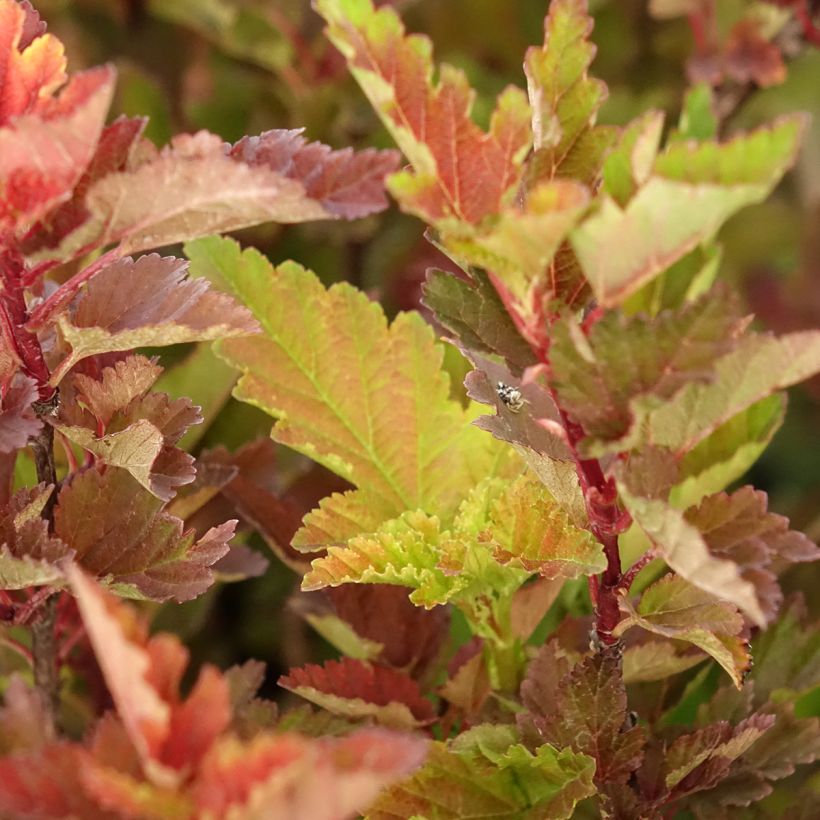Blasenspiere LITTLE LEENA - Physcocarpus (Foliage)