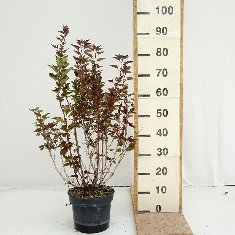 Example of Blasenspiere LITTLE LEENA - Physcocarpus Topf mit 4L/5L as you get in ete