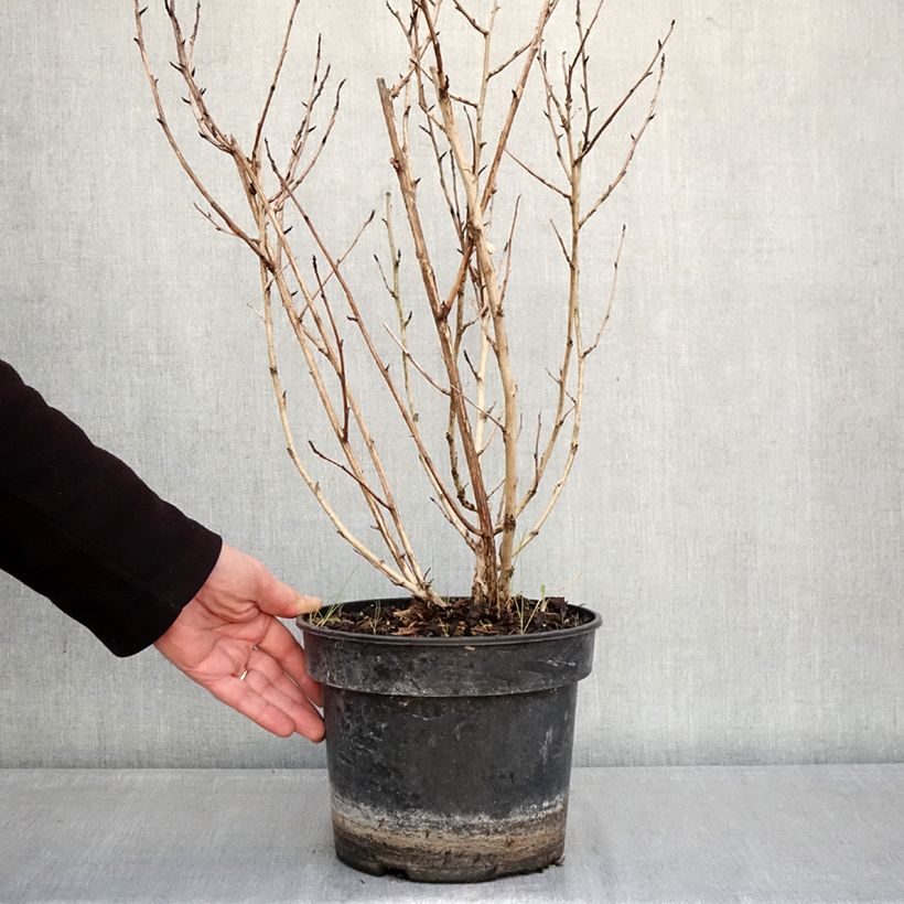 Exemplar von Blasenspiere LITTLE LEENA - Physcocarpus Topf mit 4L/5L wie im Winter geliefert