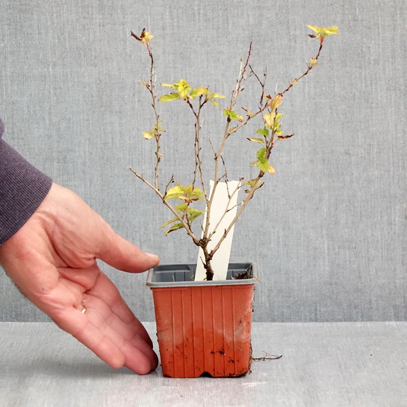 Exemplar von Blasenspiere Lucky Devil - Physocarpus Kleine Töpfe von 8/9 cm wie im Herbst geliefert