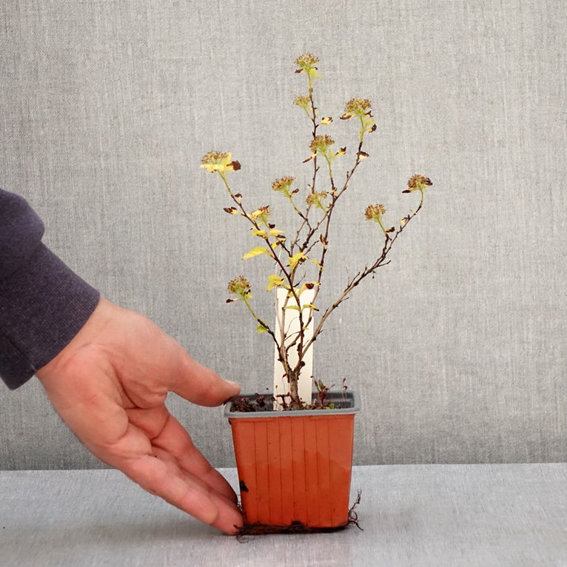 Example of Blasenspiere Lucky Devil - Physocarpus Kleine Töpfe von 8/9 cm as you get in printemps