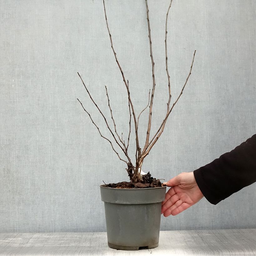 Example of Blasenspiere Magic Ball - Physocarpus Topf mit 3L/4L as you get in automne