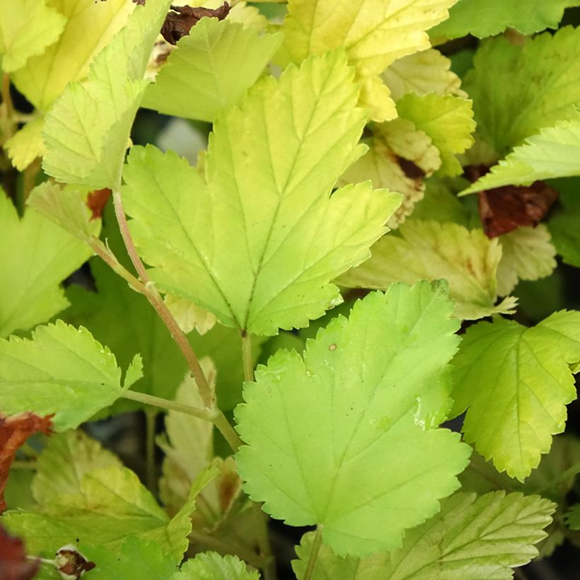 Blasenspiere Nugget - Physocarpus (Foliage)