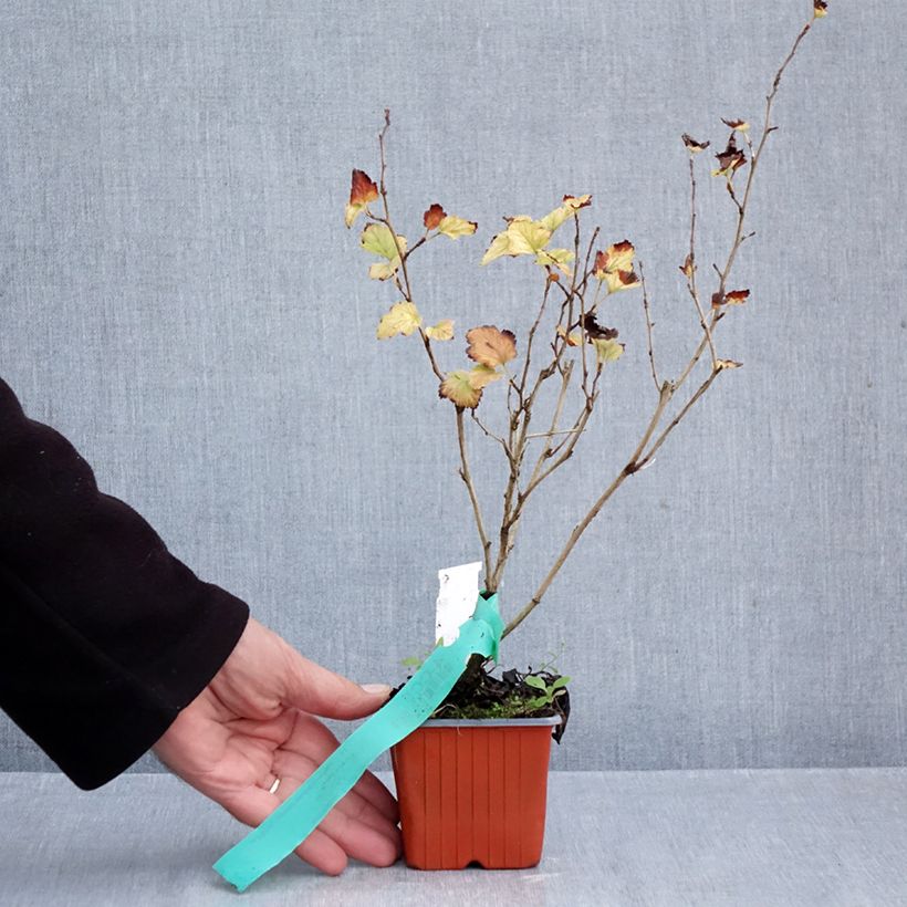 Exemplar von Blasenspiere Nugget - Physocarpus Kleine Töpfe von 8/9 cm wie im Herbst geliefert