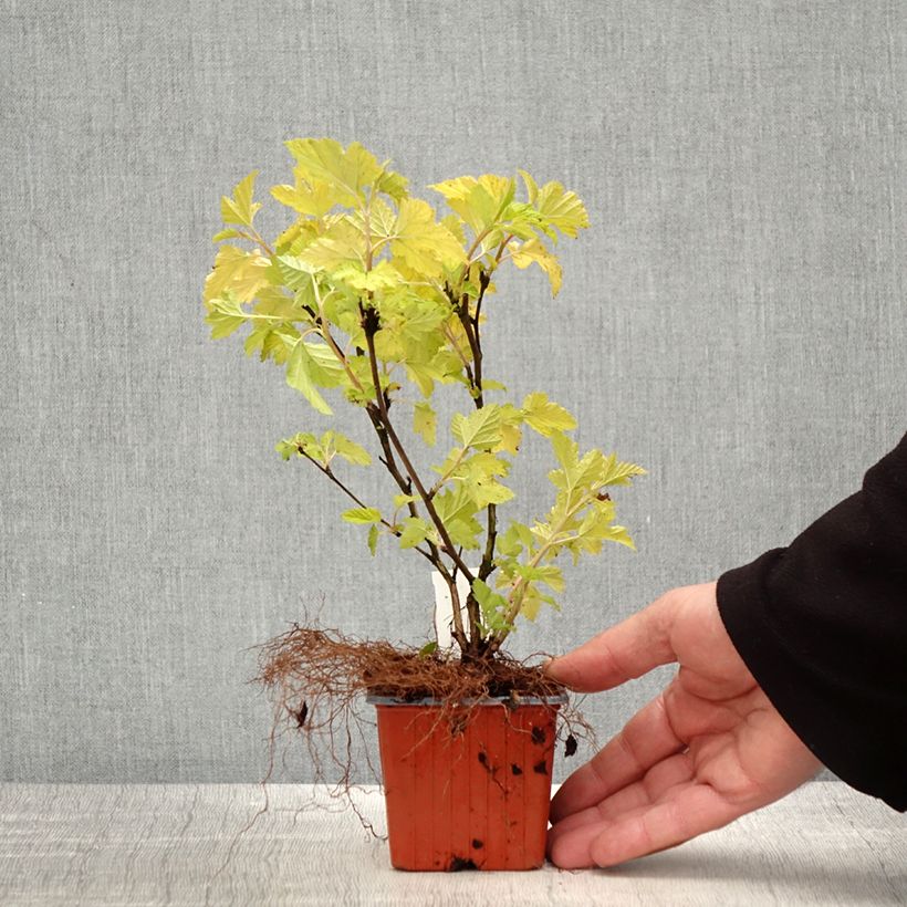 Example of Blasenspiere Nugget - Physocarpus Kleine Töpfe von 8/9 cm as you get in printemps