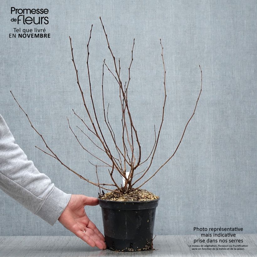 Example of Blasenspiere Nugget - Physocarpus Topf mit 3L/4L as you get in automne