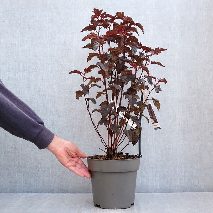 Exemplar von Physocarpus opulifolius Panther - Physocarpe Pot de 4L/5L wie im Herbst geliefert