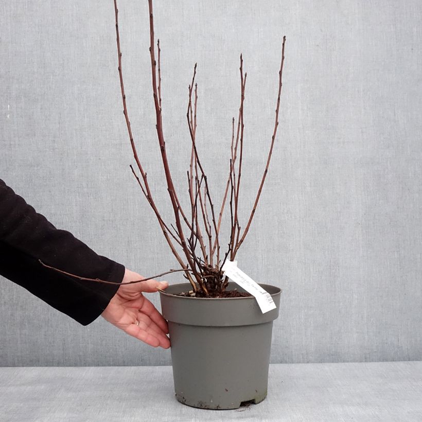Example of Blasenspiere Panther - Physocarpus Topf mit 4L/5L as you get in hiver