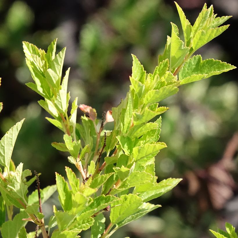 Blasenspiere Raspberry Lemonade - Physocarpus (Foliage)