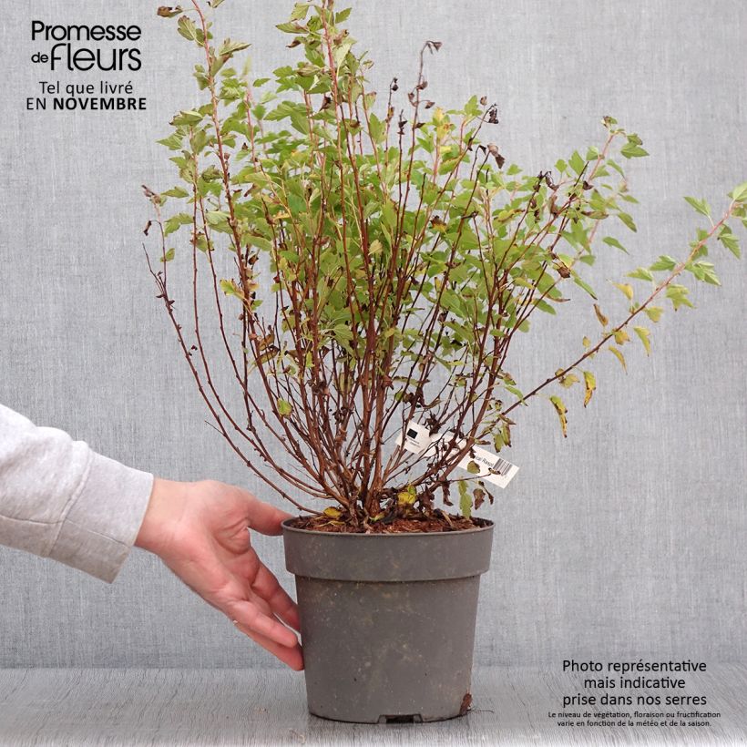 Example of Blasenspiere Raspberry Lemonade - Physocarpus Topf mit 3L/4L as you get in automne